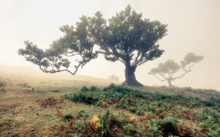 3-piece-acrylic-print-fog-3