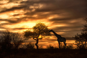 3-piece-aluminium-print-african-dreams