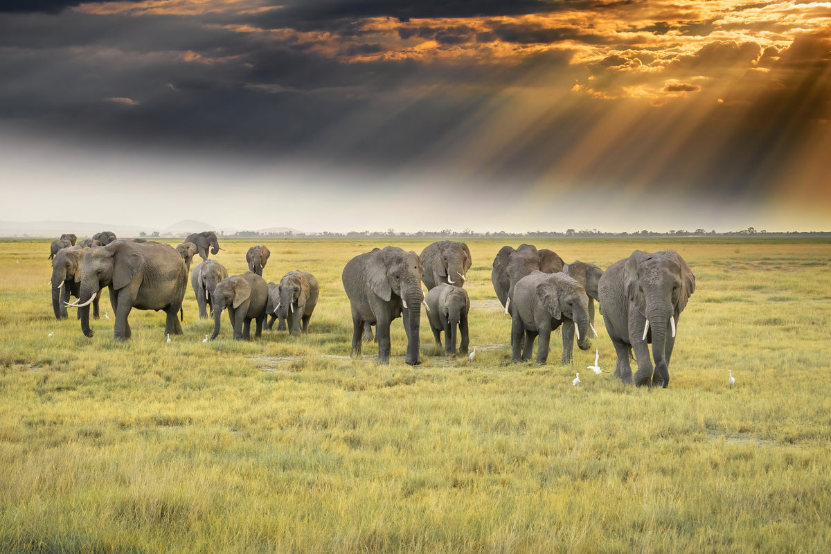 framedcanvas-print-for-the-love-of-elephants-x