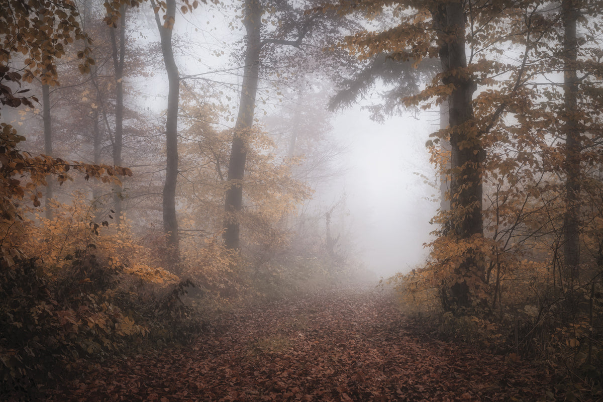 3-piece-acrylic-print-autumnal-forest
