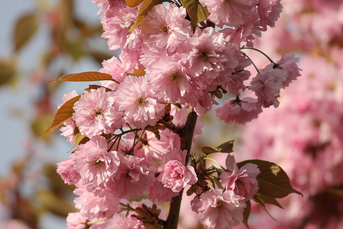 3-piece-aluminium-print-the-ornamental-cherry