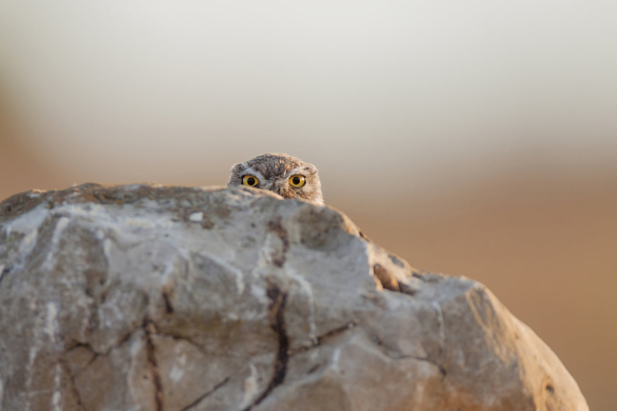 framedposter-print-little-owl