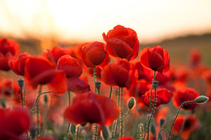 poster-print-feuriger-mohn