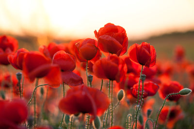 poster-print-feuriger-mohn