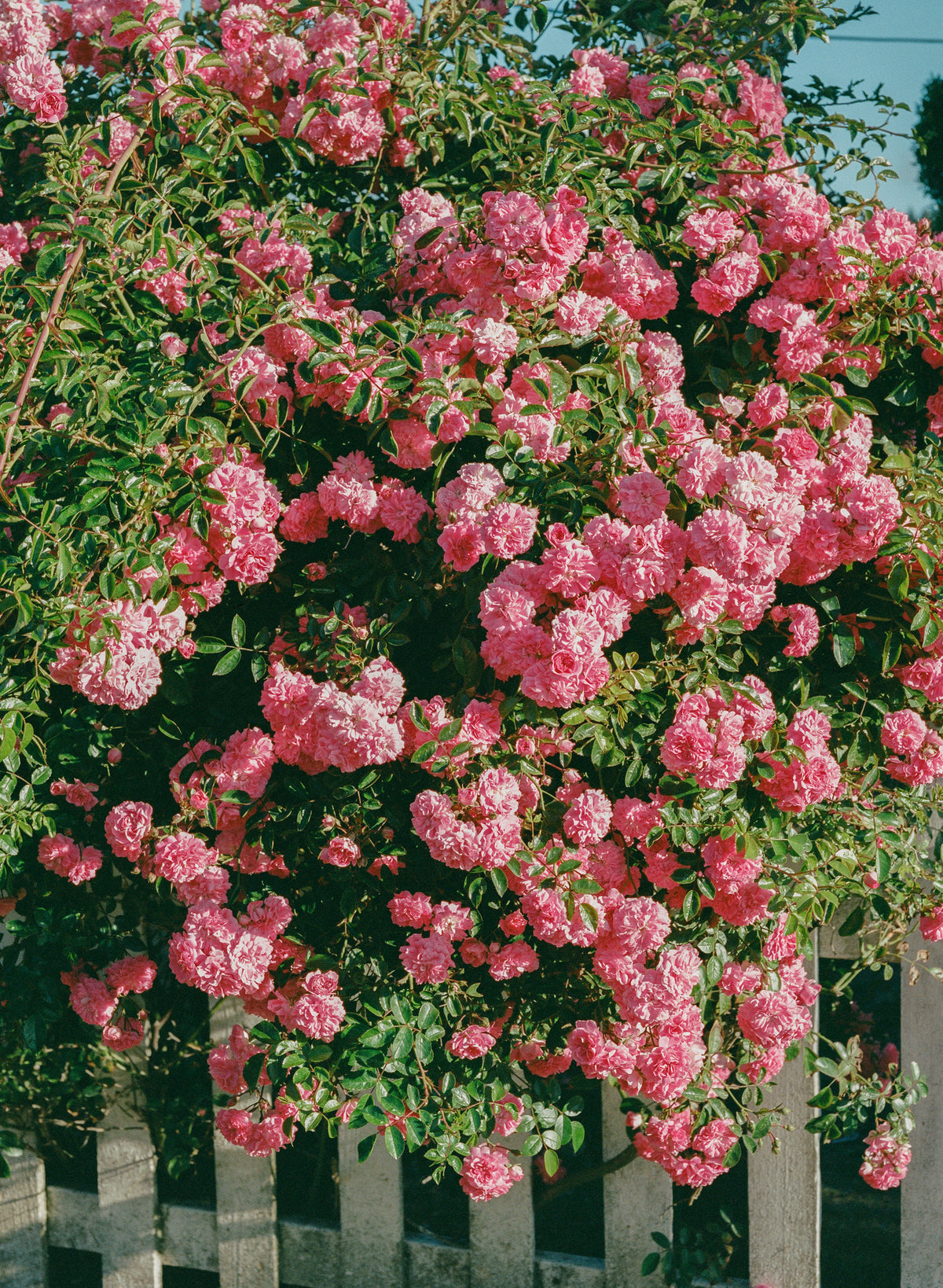 aluminium-print-cannon-beach-blooms
