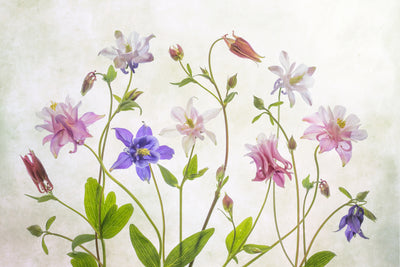 poster-print-columbine