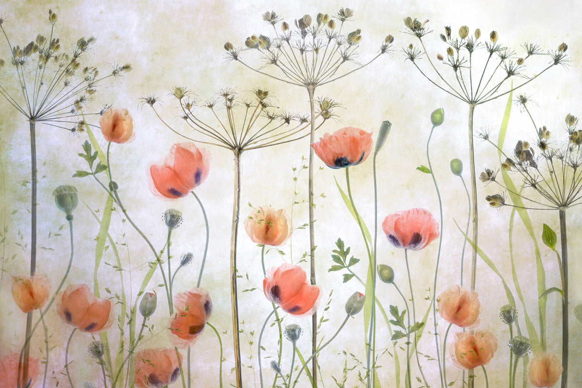 poster-print-poppy-meadow-x