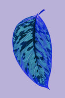 framedposter-print-vibrant-blue-leaf