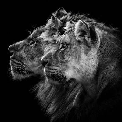 poster-print-lion-and-lioness-portrait