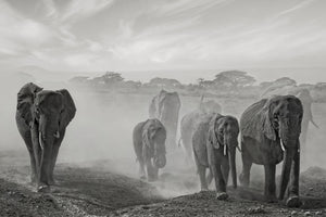 framedcanvas-print-sequence-of-emotion