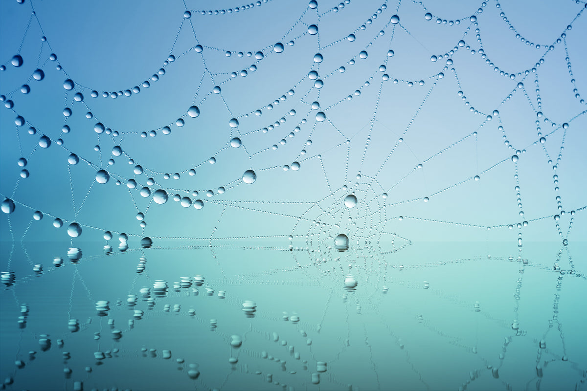 aluminium-print-cobweb-in-morning-dew