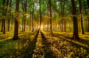 framedcanvas-print-forrest-light
