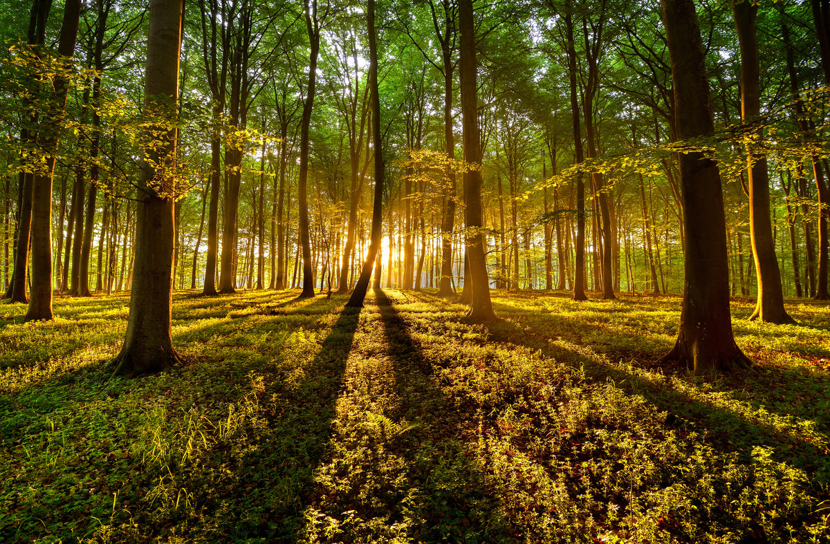 framedcanvas-print-forrest-light