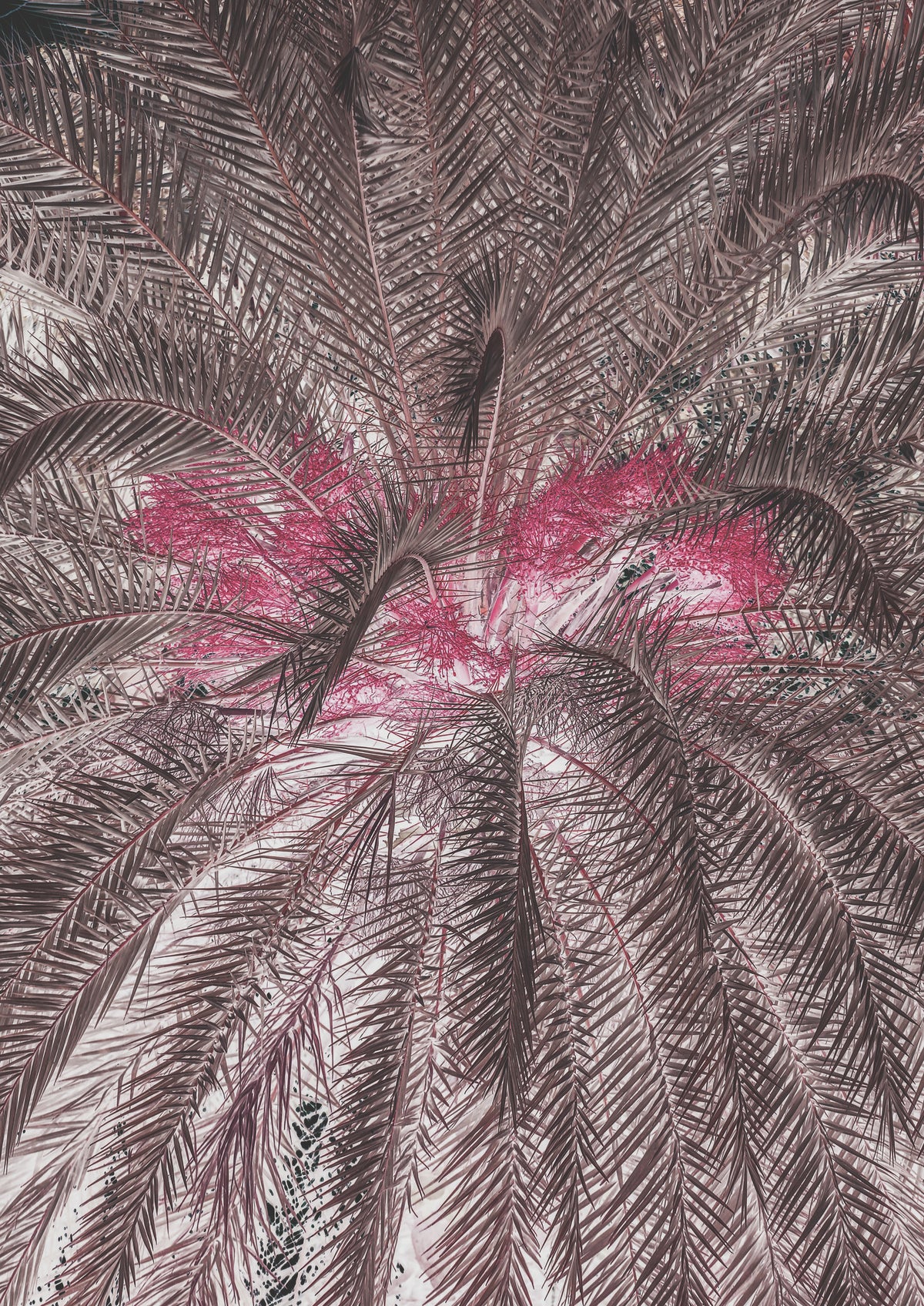 canvas-print-vivid-portrayal-of-palm-leaves