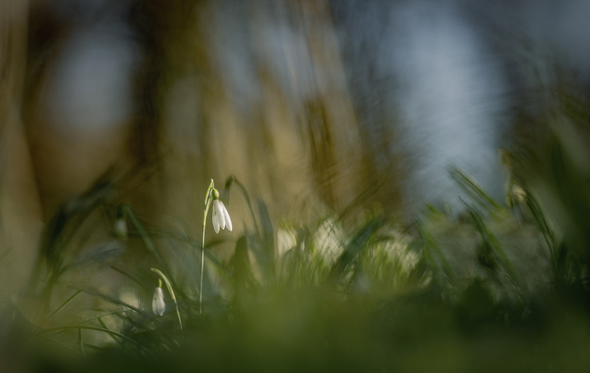 canvas-print-almost-alone