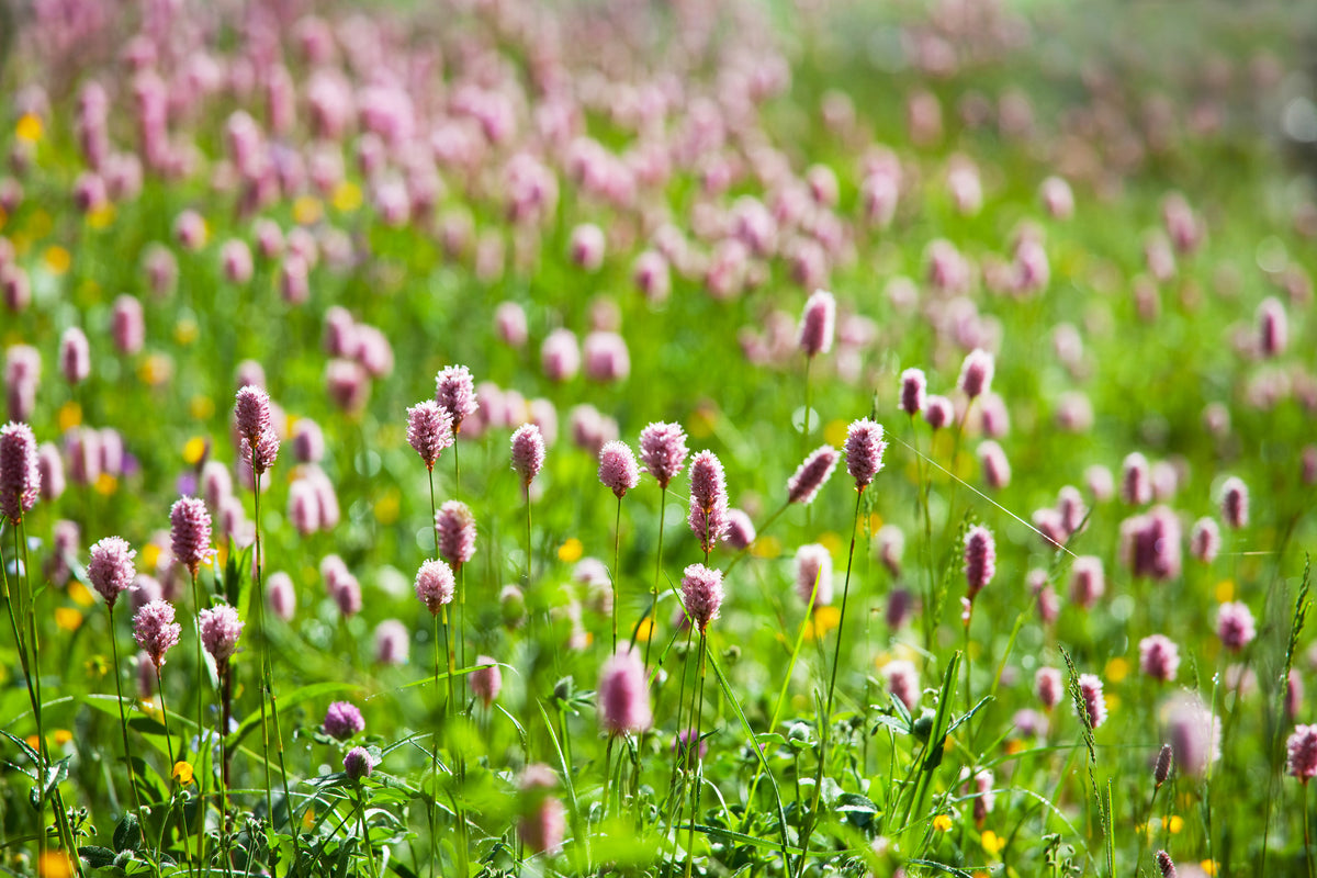 framedposter-print-clover