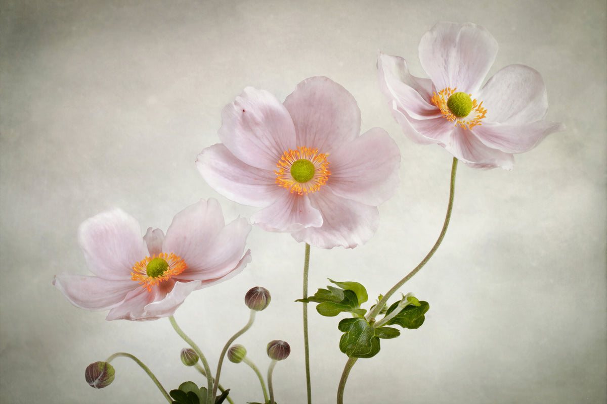 aluminium-print-anemones-ii