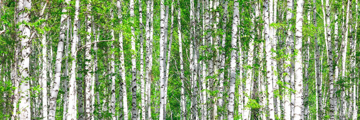 panoramic-aluminium-print-the-birch-forest-panorama