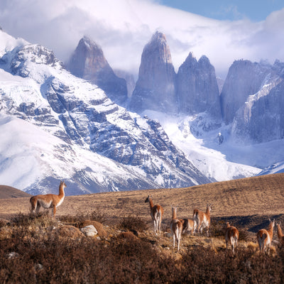 poster-print-guanakos-in-patagonia-x