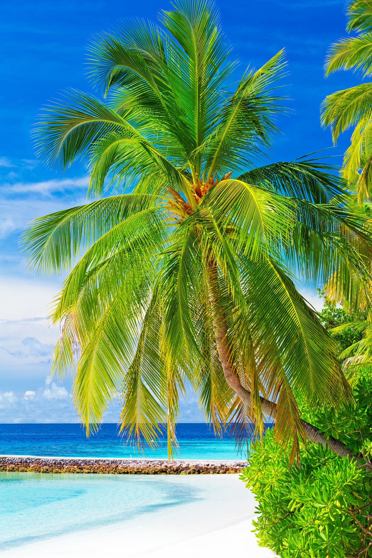 acrylic-print-the-palm