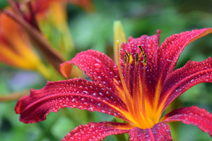 acrylic-print-lily-flower-in-pink-xl