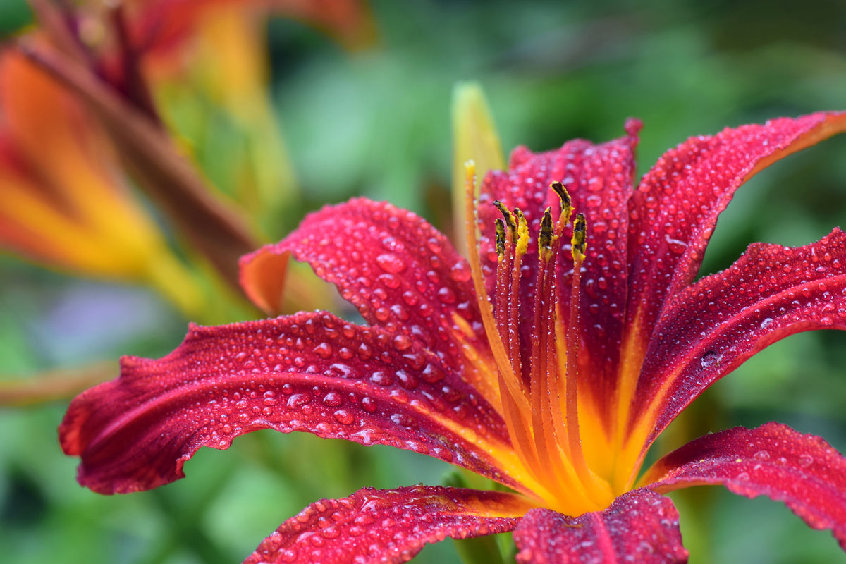 acrylic-print-lily-flower-in-pink-xl