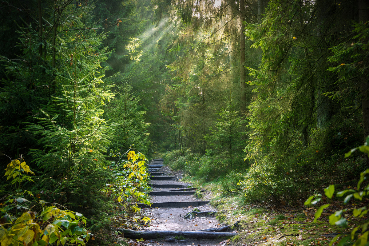 3-piece-canvas-print-a-path-between-firs