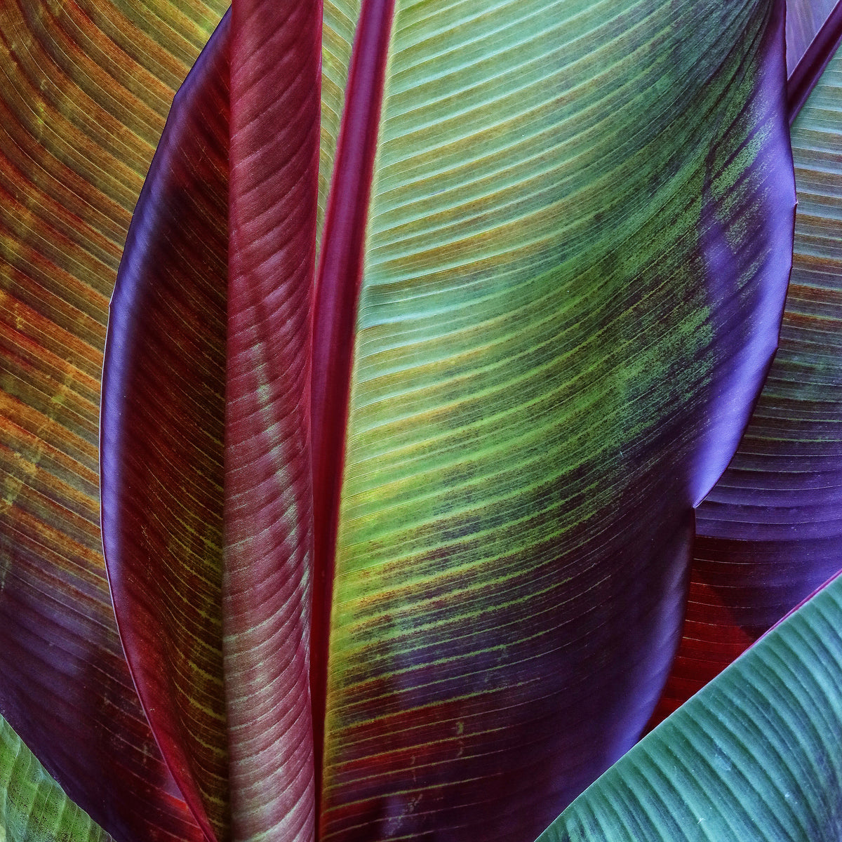 canvas-print-banana-skin-x