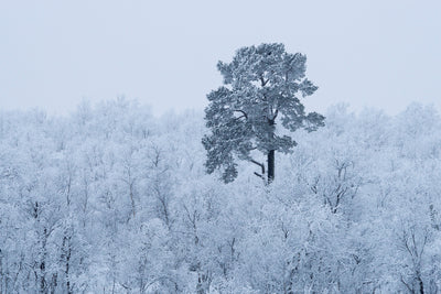 poster-print-first-snow-x