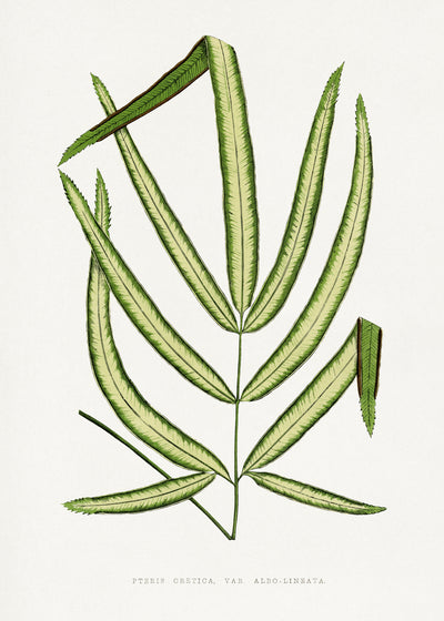 poster-print-pteris-cretica-leaf-illustration