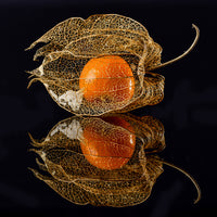 4-piece-acrylic-print-physalis