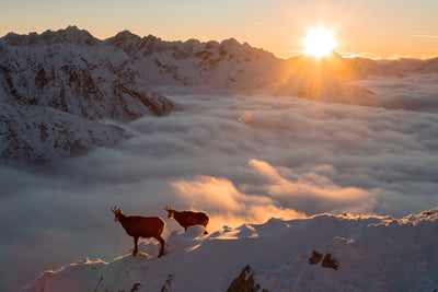 poster-print-ibexes-in-a-sea-of-fog