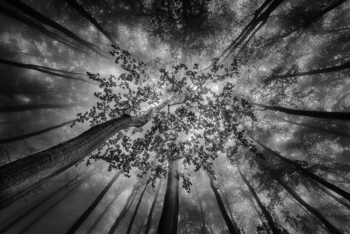 aluminium-print-forest-views-2