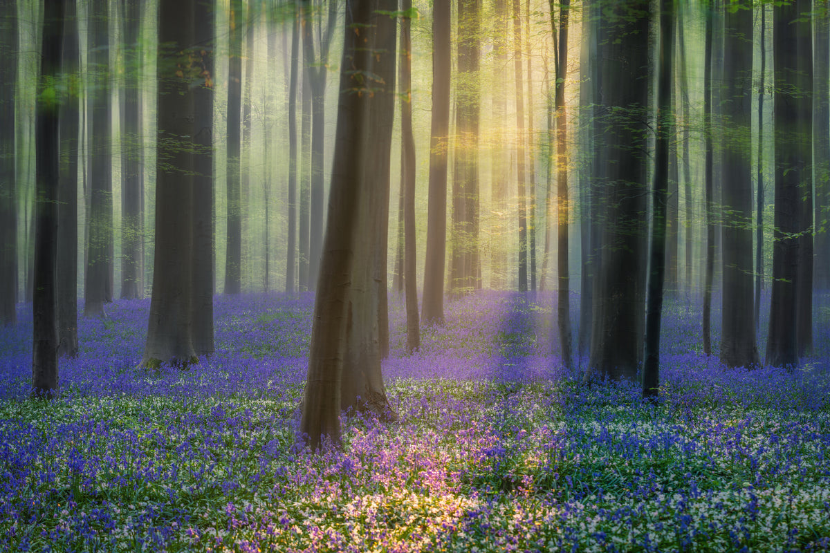 canvas-print-daydreaming-of-bluebells-xfv