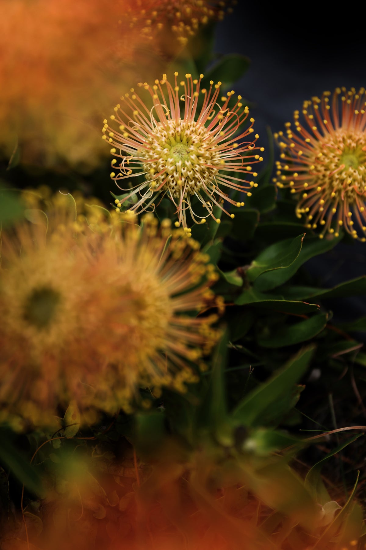 aluminium-print-golden-burst-blossoms