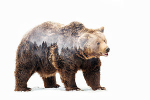 acrylic-print-bear-x
