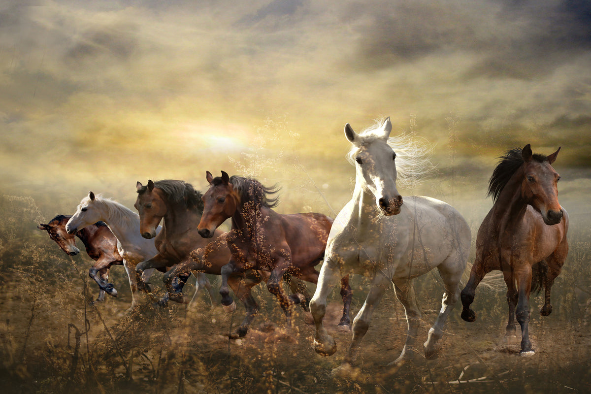 poster-print-wild-wild-horses