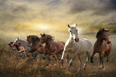 poster-print-wild-wild-horses
