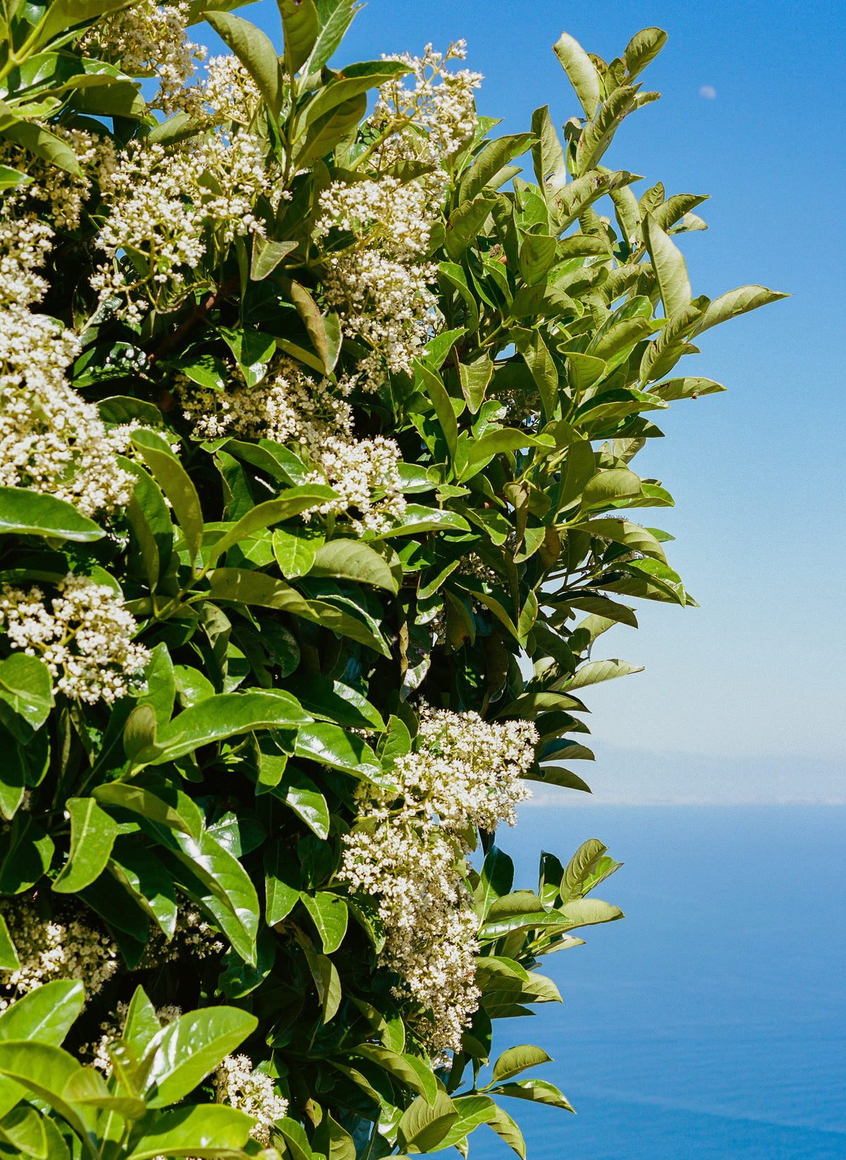 canvas-print-amalfi-coast-flowers-iv-on-film