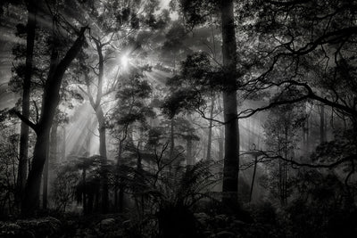 poster-print-primary-forest