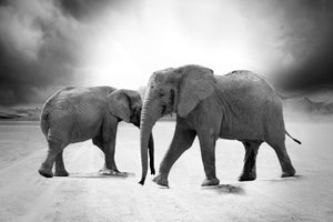framedcanvas-print-2-elephants-sw