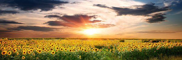 panoramic-acrylic-print-a-field-of-sunflowers-panorama