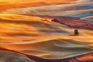 framedposter-print-golden-palouse-x