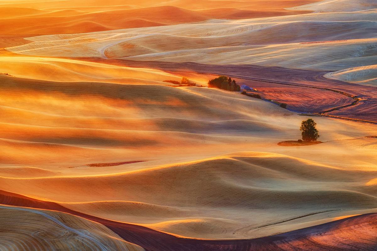 framedposter-print-golden-palouse-x