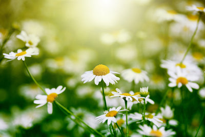 poster-print-the-daisy