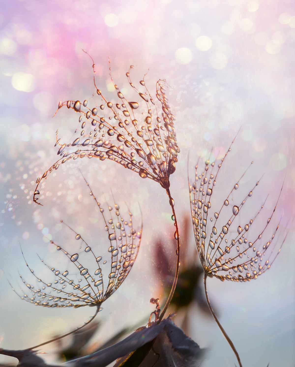 canvas-print-macro