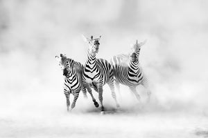 3-piece-canvas-print-zebras