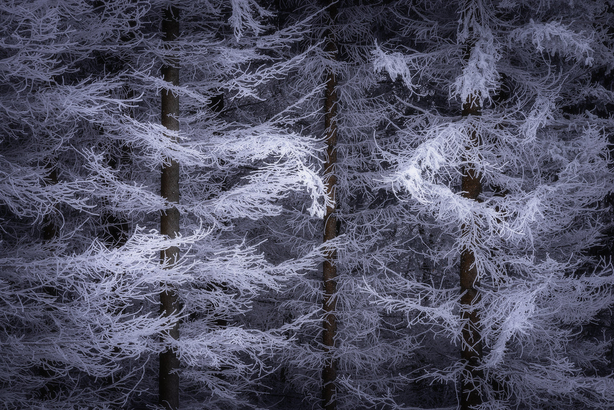 3-piece-canvas-print-the-trees