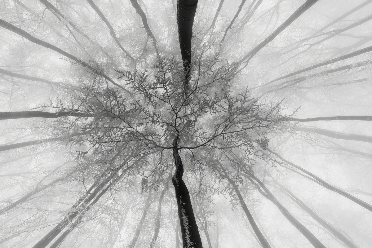 canvas-print-in-the-winter-treetops