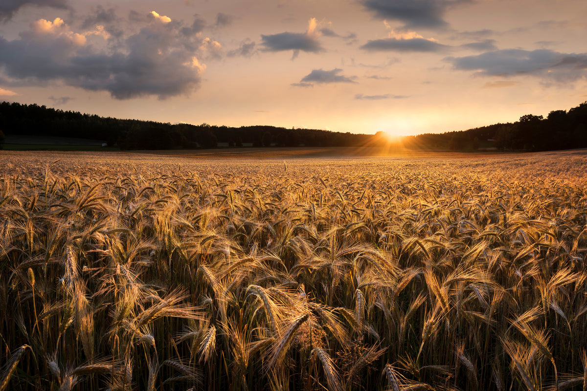 canvas-print-fields-of-gold-x